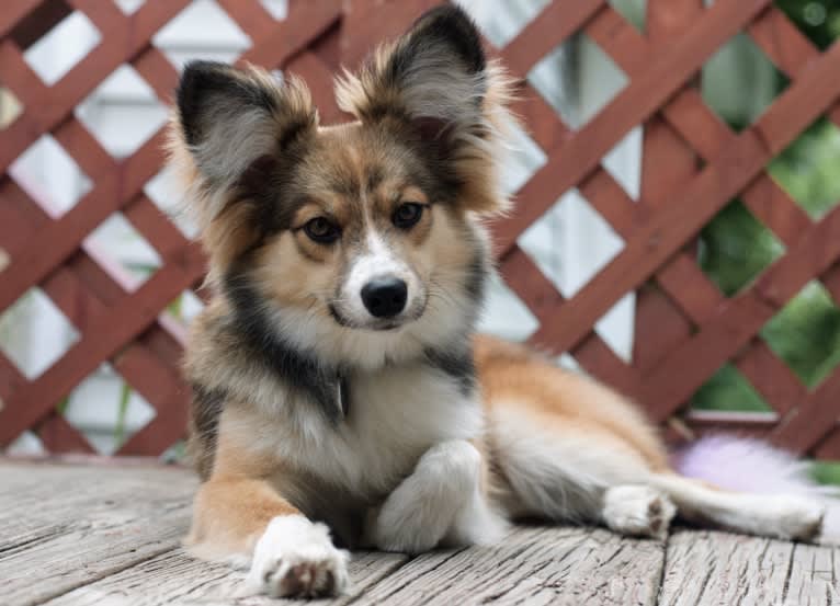 Weller, a Papillon and Siberian Husky mix tested with EmbarkVet.com