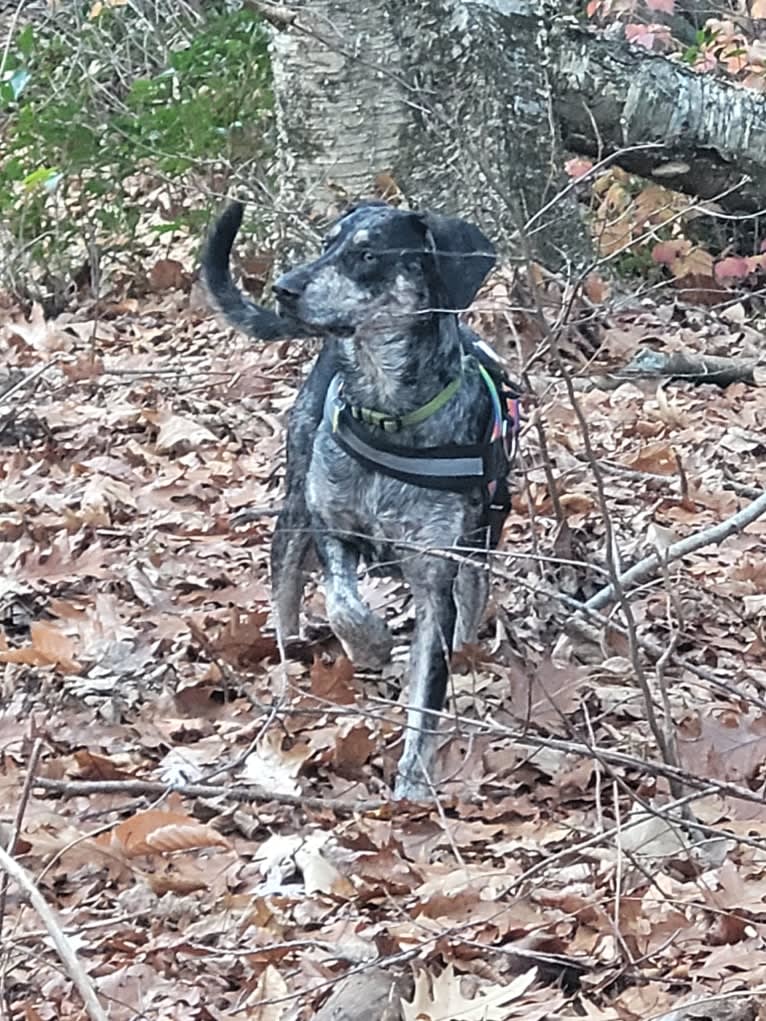 Elliott Mahomes Rinehart Phipps, a Catahoula Leopard Dog and Australian Shepherd mix tested with EmbarkVet.com