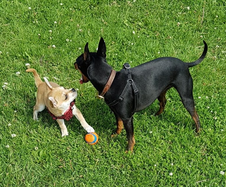 JOE, a Chihuahua and Yorkshire Terrier mix tested with EmbarkVet.com