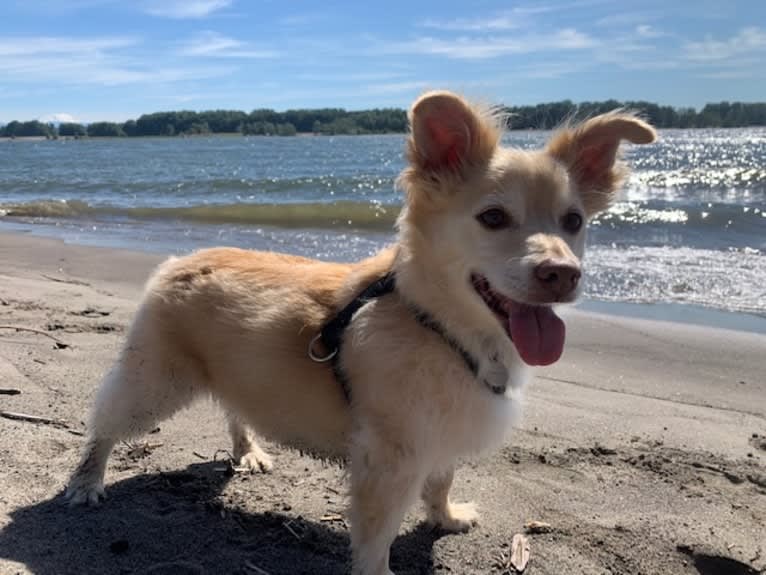 Conner, a Chihuahua and American Pit Bull Terrier mix tested with EmbarkVet.com