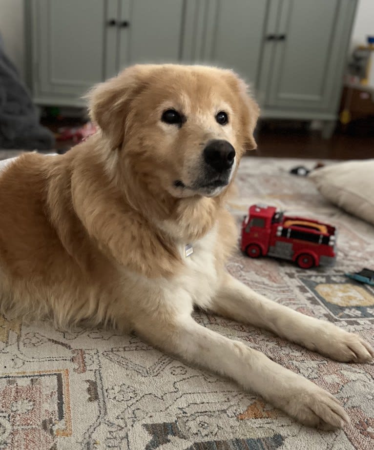 Hank, a Great Pyrenees and Anatolian Shepherd Dog mix tested with EmbarkVet.com