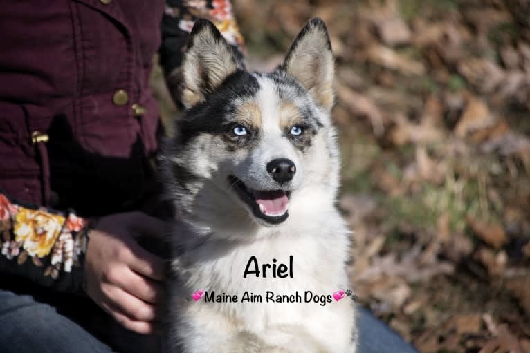 Ariel, a Pomsky tested with EmbarkVet.com