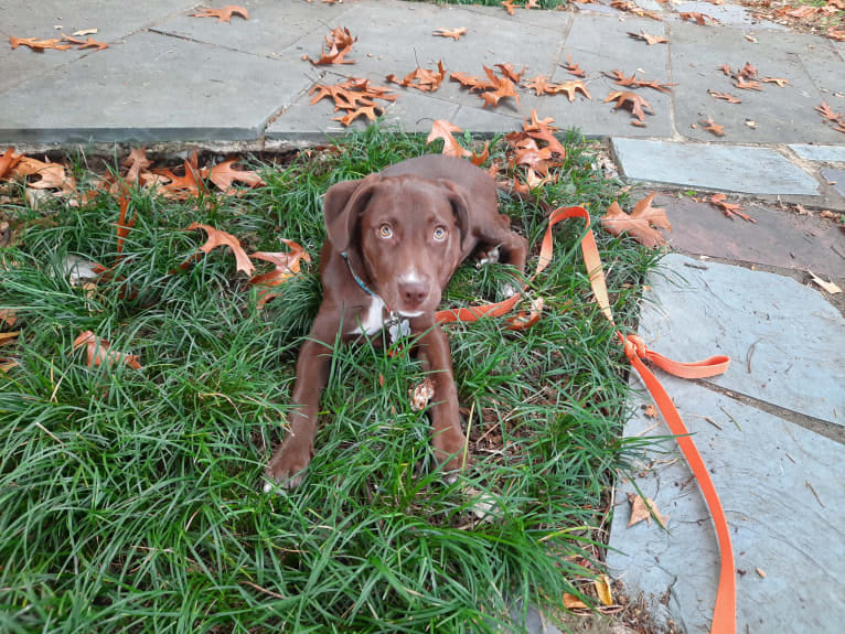 Valkyrie, a Golden Retriever and Labrador Retriever mix tested with EmbarkVet.com