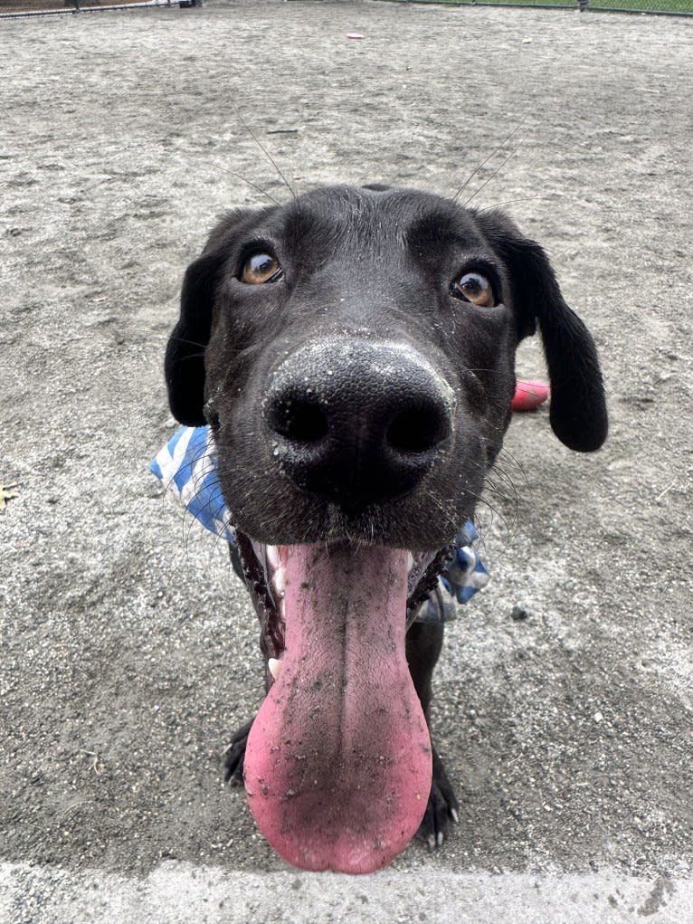 Mr. Sirius Black Obsidian Bean, a German Shepherd Dog and American Pit Bull Terrier mix tested with EmbarkVet.com