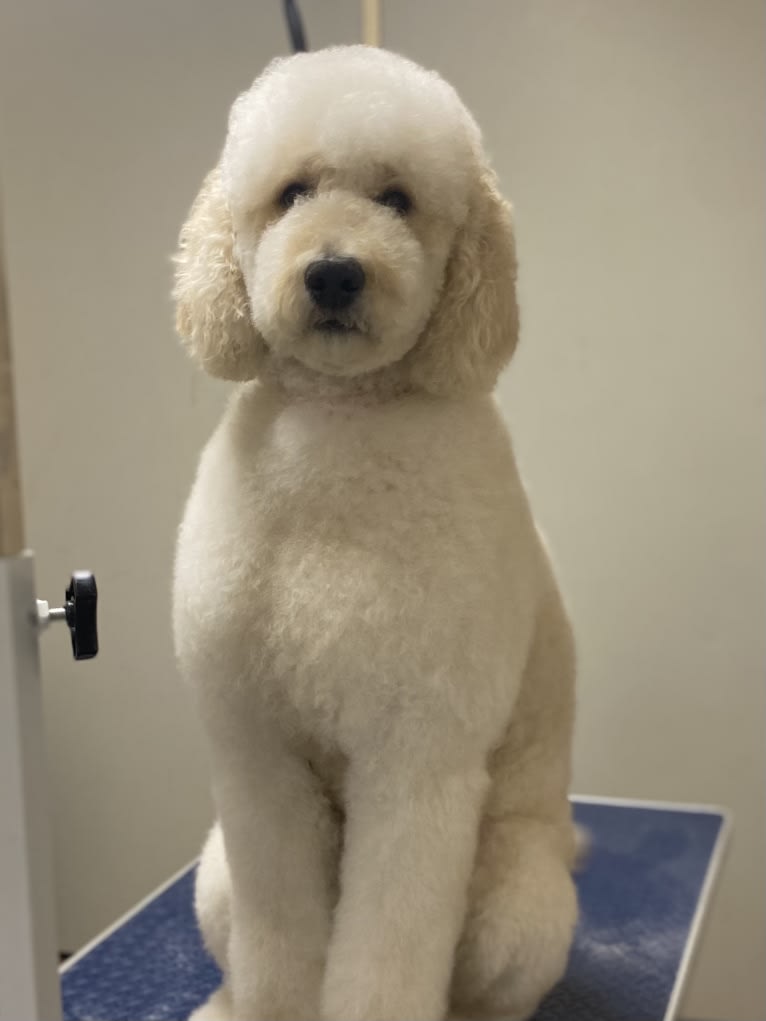 Jane, a Goldendoodle tested with EmbarkVet.com