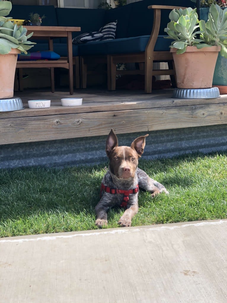 Ginger, an American Pit Bull Terrier and Australian Cattle Dog mix tested with EmbarkVet.com