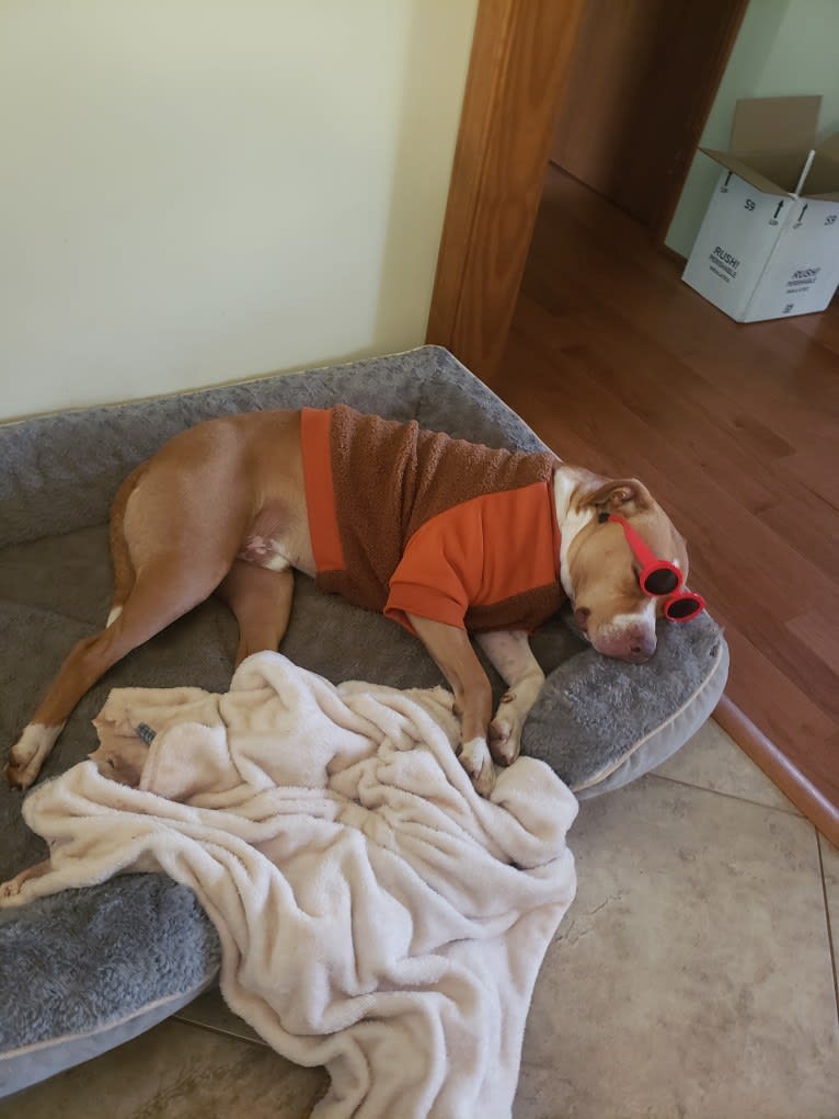 Tater, an American Pit Bull Terrier tested with EmbarkVet.com