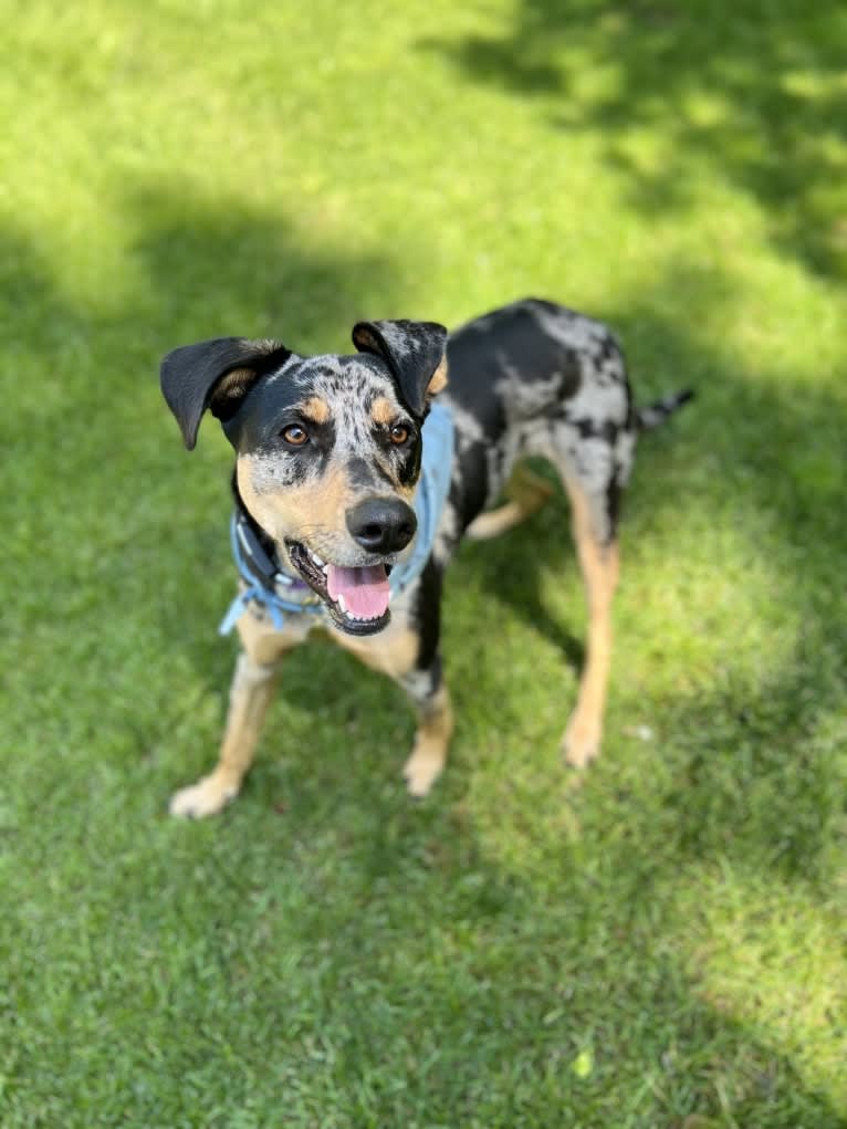 Zoey, a Labrador Retriever and German Shepherd Dog mix tested with EmbarkVet.com