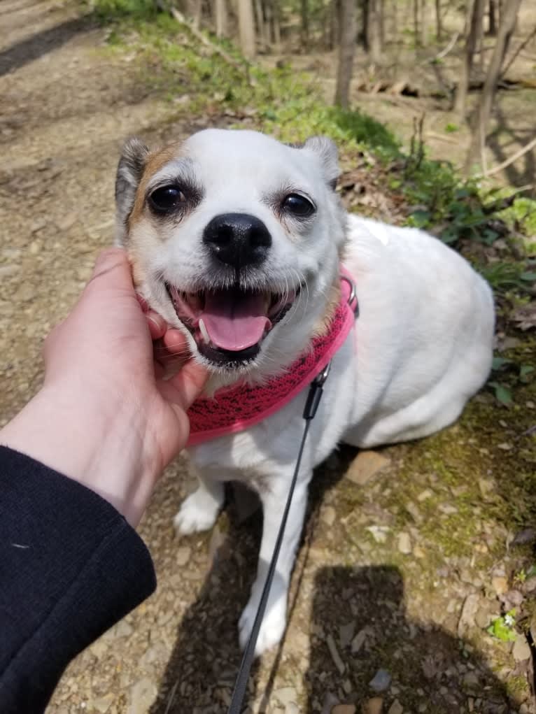 Lacey, a Russell-type Terrier and Chihuahua mix tested with EmbarkVet.com