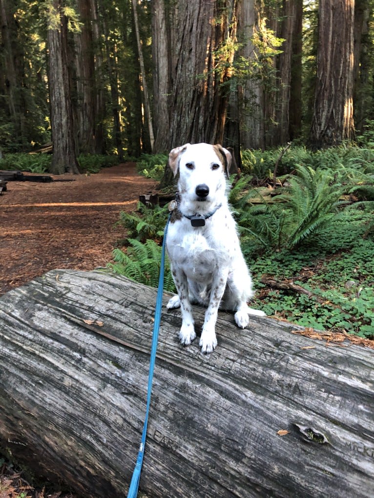 Photo of Sherlock, an Australian Cattle Dog, Poodle (Standard), and Staffordshire Terrier mix in California, USA