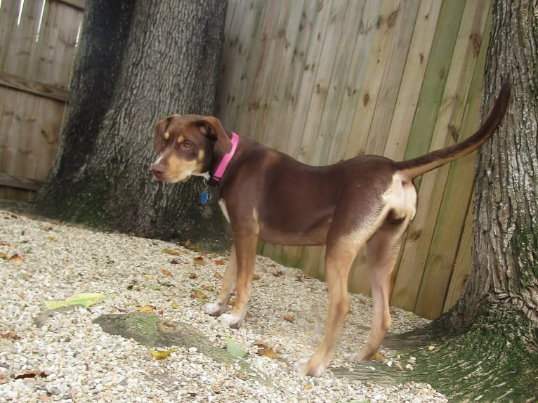 Beach's Dorie Jade, a Catahoula Leopard Dog tested with EmbarkVet.com