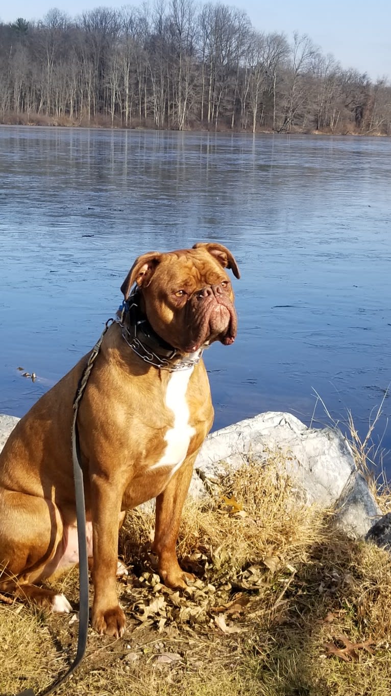Butters, an American Bulldog and Dogue de Bordeaux mix tested with EmbarkVet.com