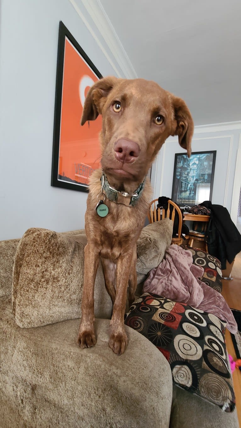 Frankie, an Australian Cattle Dog and Labrador Retriever mix tested with EmbarkVet.com