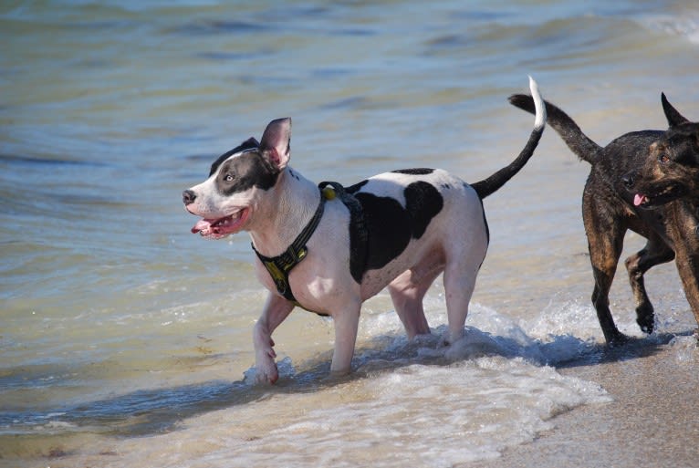 Cypress, an American Bully and American Pit Bull Terrier mix tested with EmbarkVet.com