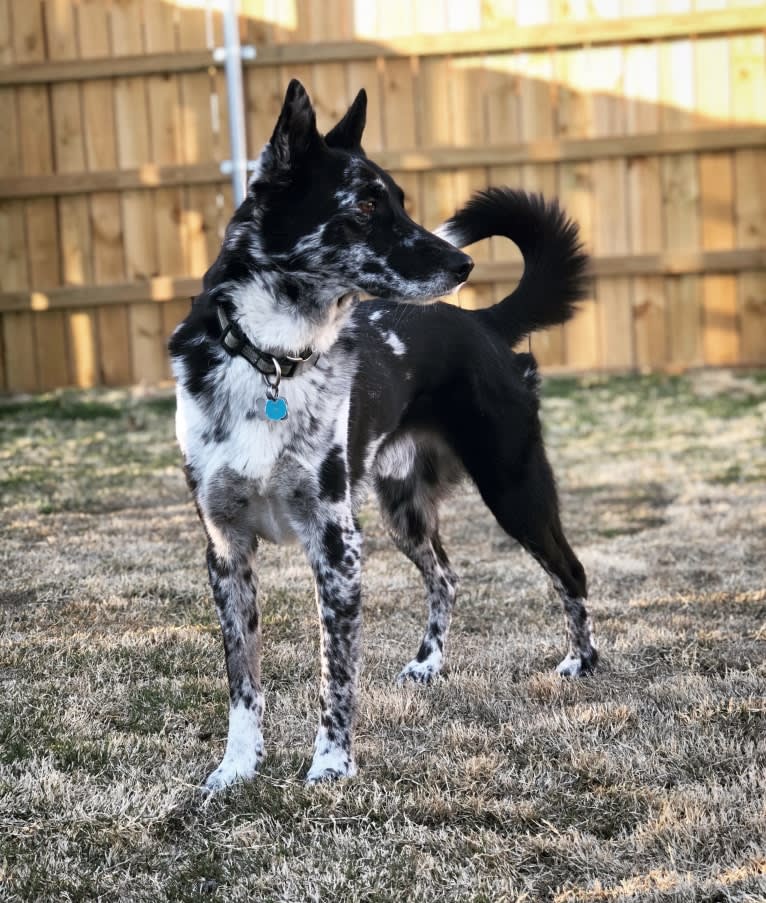 Chinook, a German Shepherd Dog and Siberian Husky mix tested with EmbarkVet.com