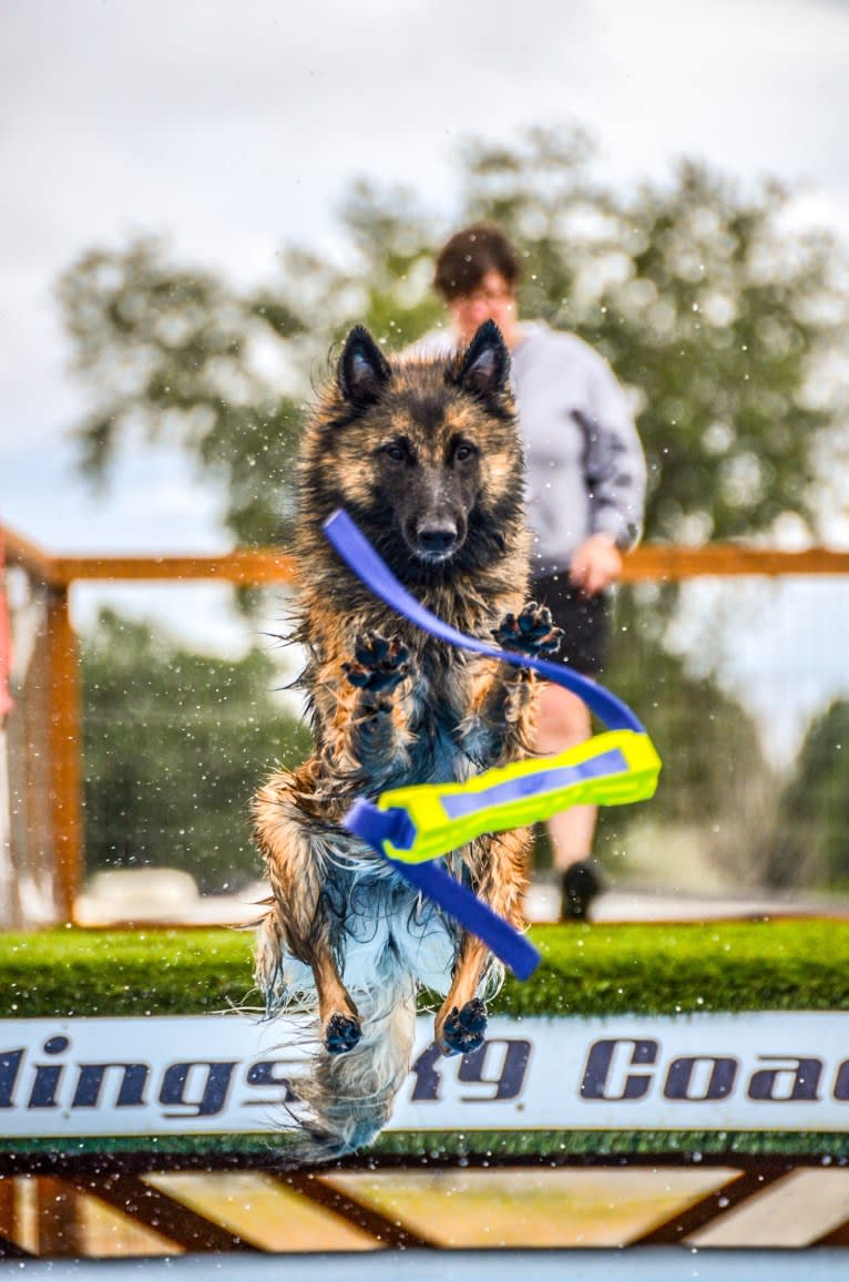 Brekka, a Belgian Shepherd tested with EmbarkVet.com