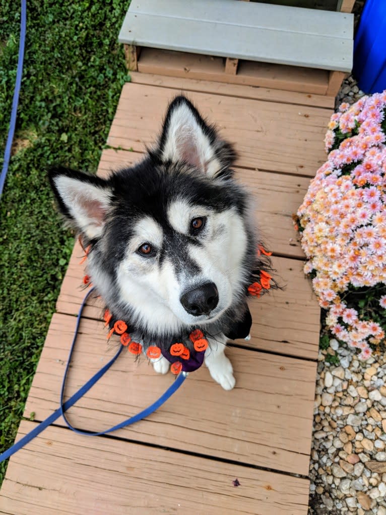 Luna, an Alaskan Malamute tested with EmbarkVet.com