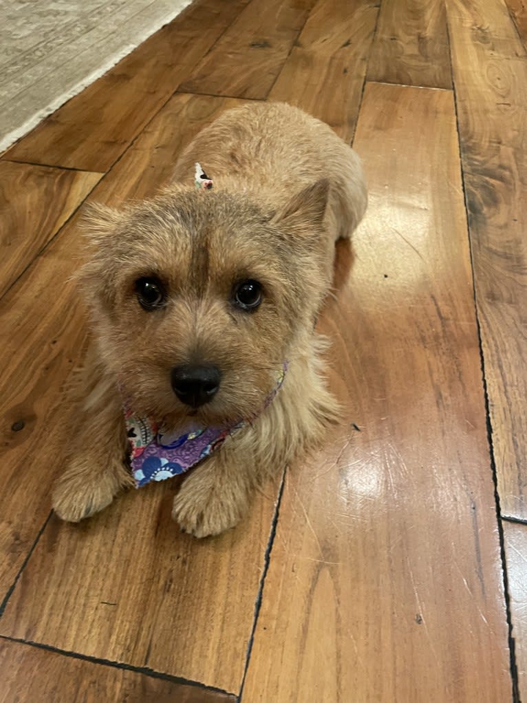 Stevie, a Norwich Terrier tested with EmbarkVet.com