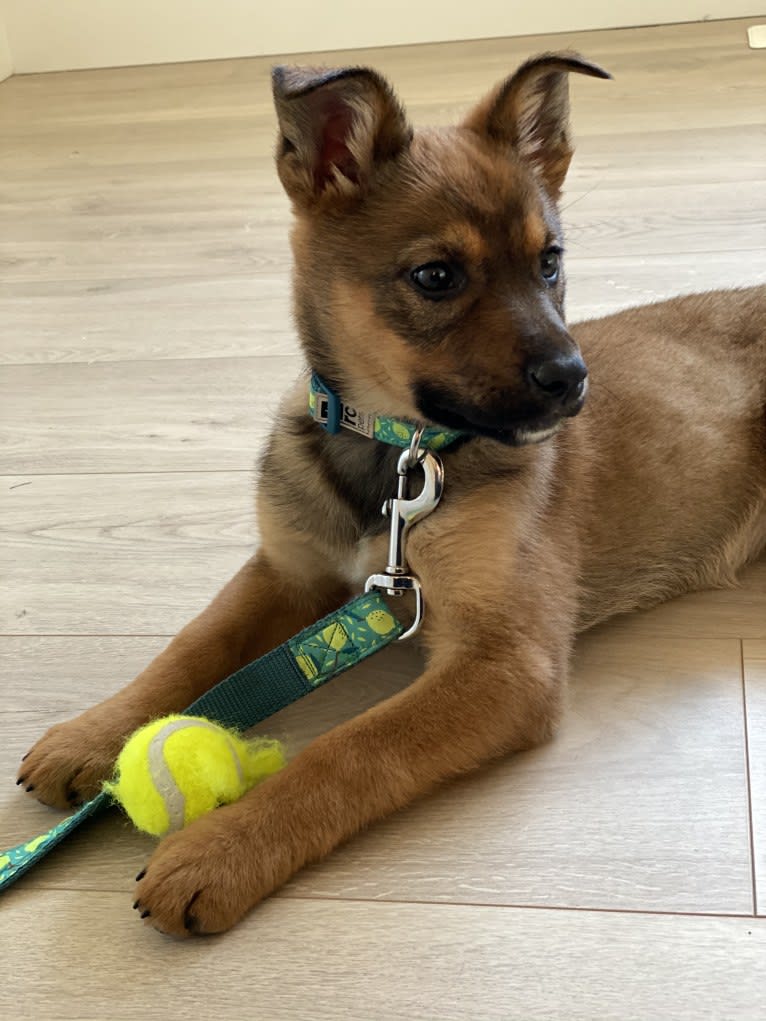 Alemã, a German Shepherd Dog and Australian Cattle Dog mix tested with EmbarkVet.com