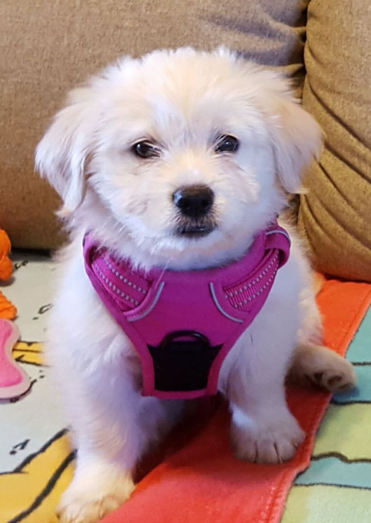 Luna, a Shih Tzu and Yorkshire Terrier mix tested with EmbarkVet.com