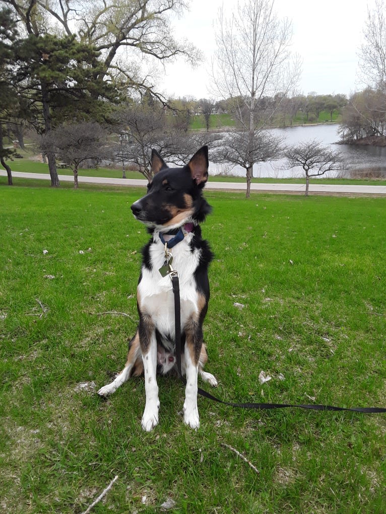 Lorca, an Australian Cattle Dog and Border Collie mix tested with EmbarkVet.com