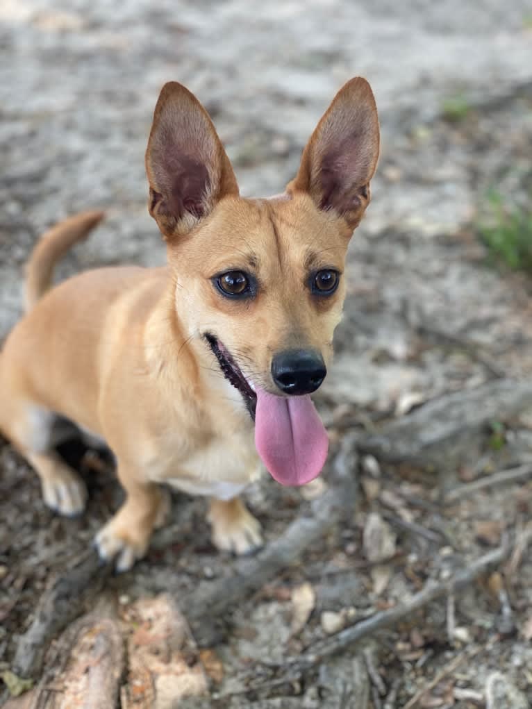 Finn, a Chihuahua and Bichon Frise mix tested with EmbarkVet.com