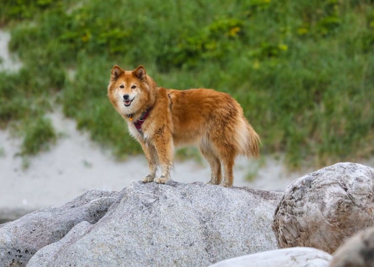 Asmodeus, a Shiba Inu and Shetland Sheepdog mix tested with EmbarkVet.com