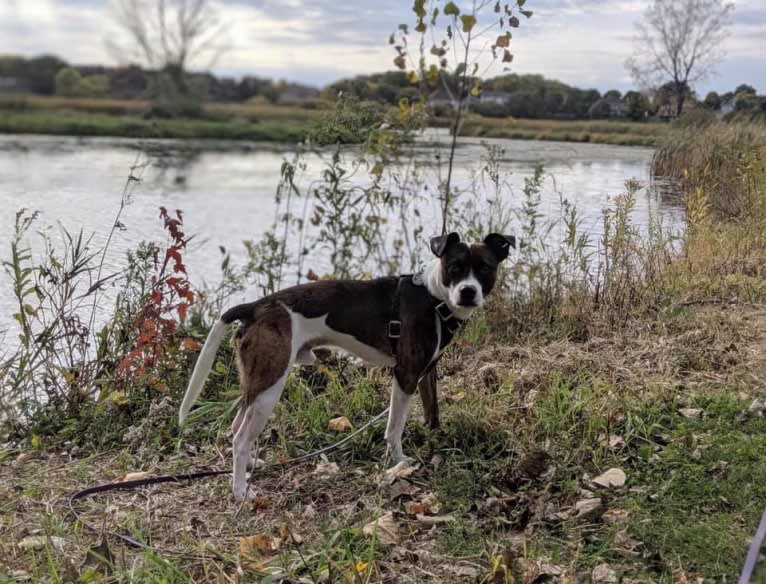 Pan, a Russell-type Terrier and Border Collie mix tested with EmbarkVet.com