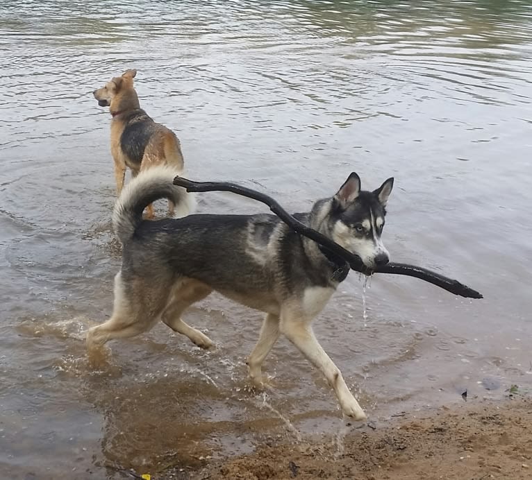 Teko, a Siberian Husky tested with EmbarkVet.com