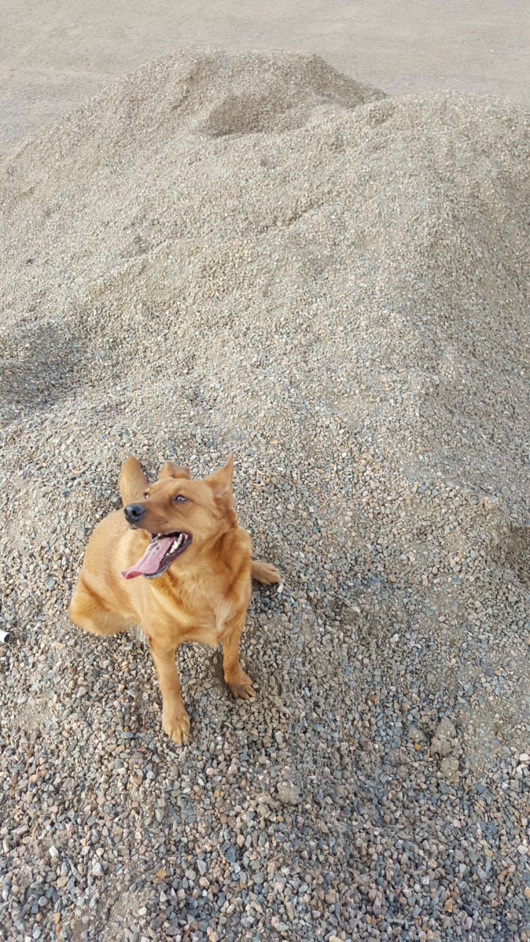 Brownie, an Australian Shepherd and Border Collie mix tested with EmbarkVet.com