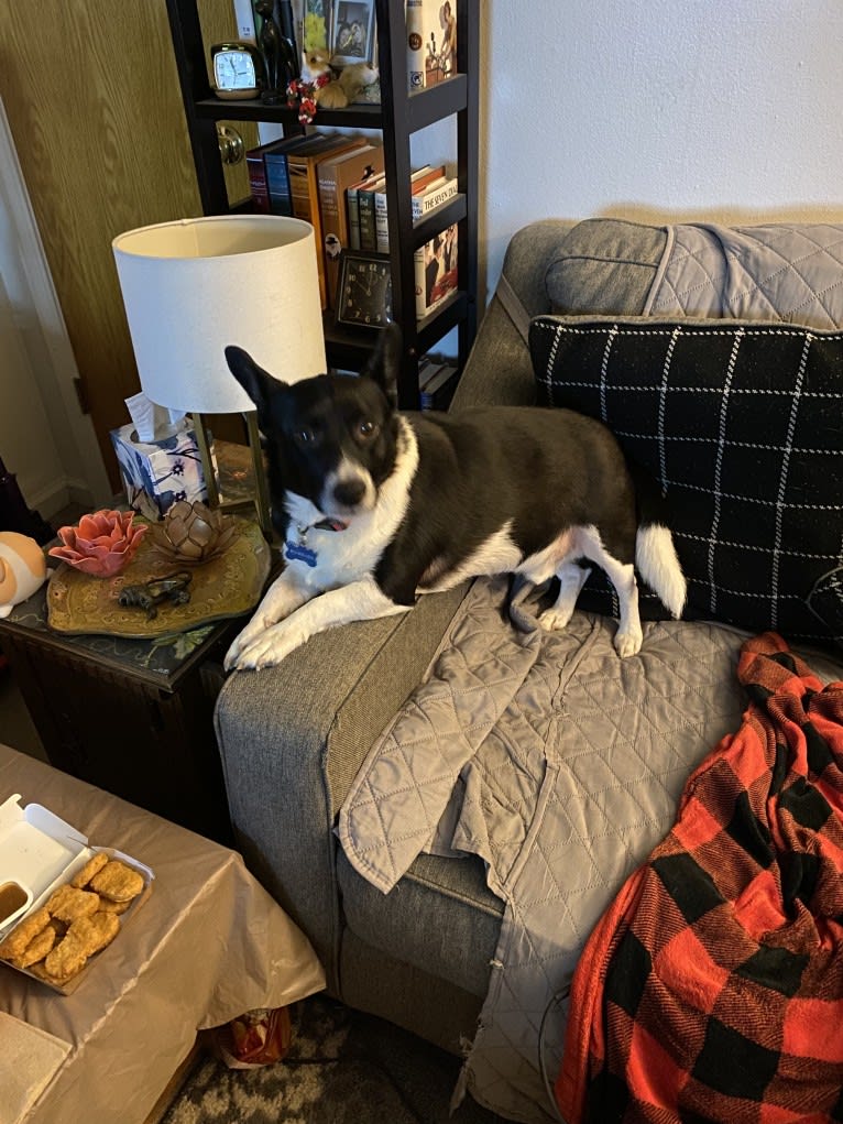 Cooper, a Pembroke Welsh Corgi and Russell-type Terrier mix tested with EmbarkVet.com