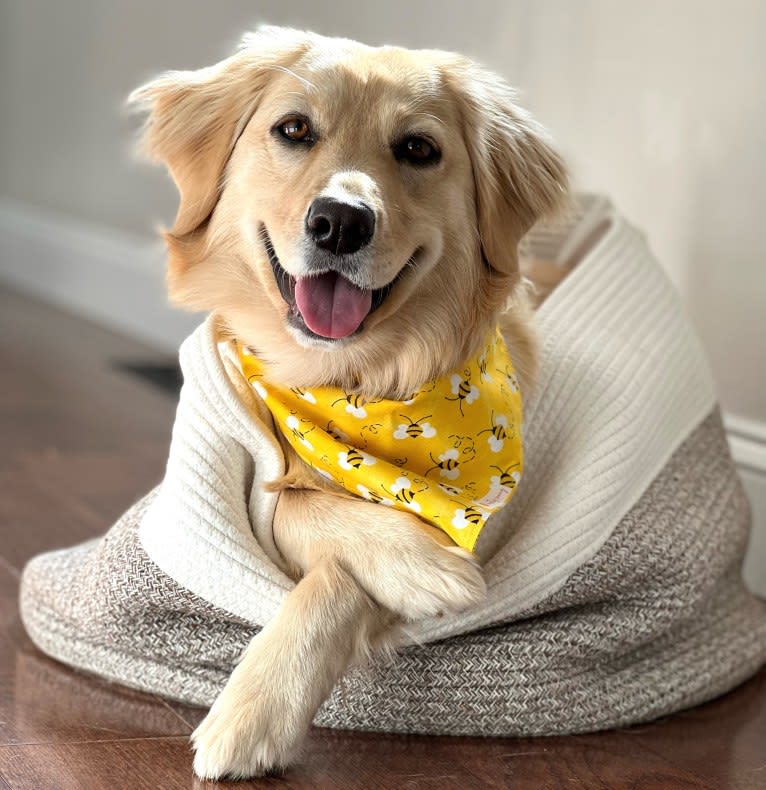 Puff, a Labrador Retriever and Golden Retriever mix tested with EmbarkVet.com