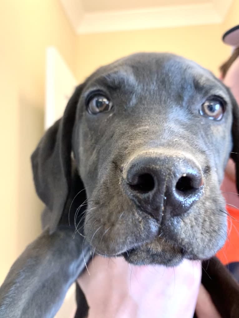 Kaya, a Weimaraner and Labrador Retriever mix tested with EmbarkVet.com