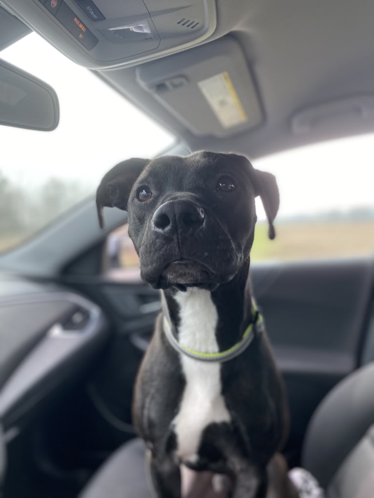 Zeuss, an American Pit Bull Terrier and Boxer mix tested with EmbarkVet.com