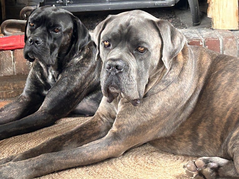 Islay, a Cane Corso and Neapolitan Mastiff mix tested with EmbarkVet.com