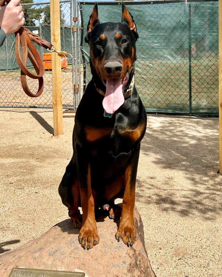 Mowgli, a Doberman Pinscher tested with EmbarkVet.com