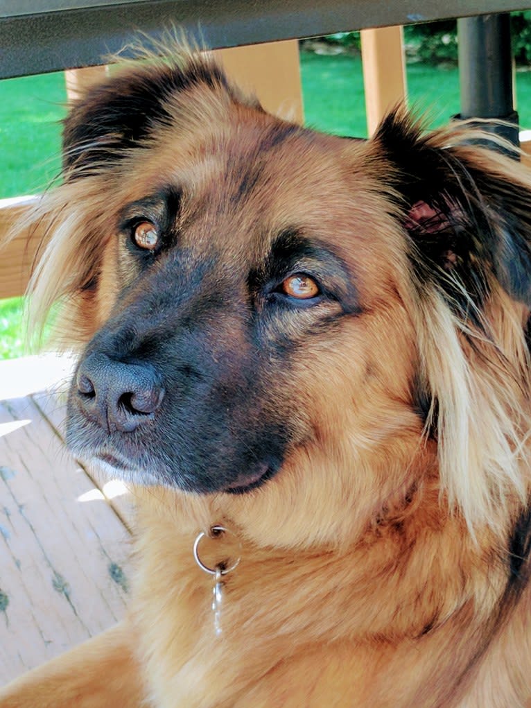 Chewy, a Rat Terrier and Labrador Retriever mix tested with EmbarkVet.com