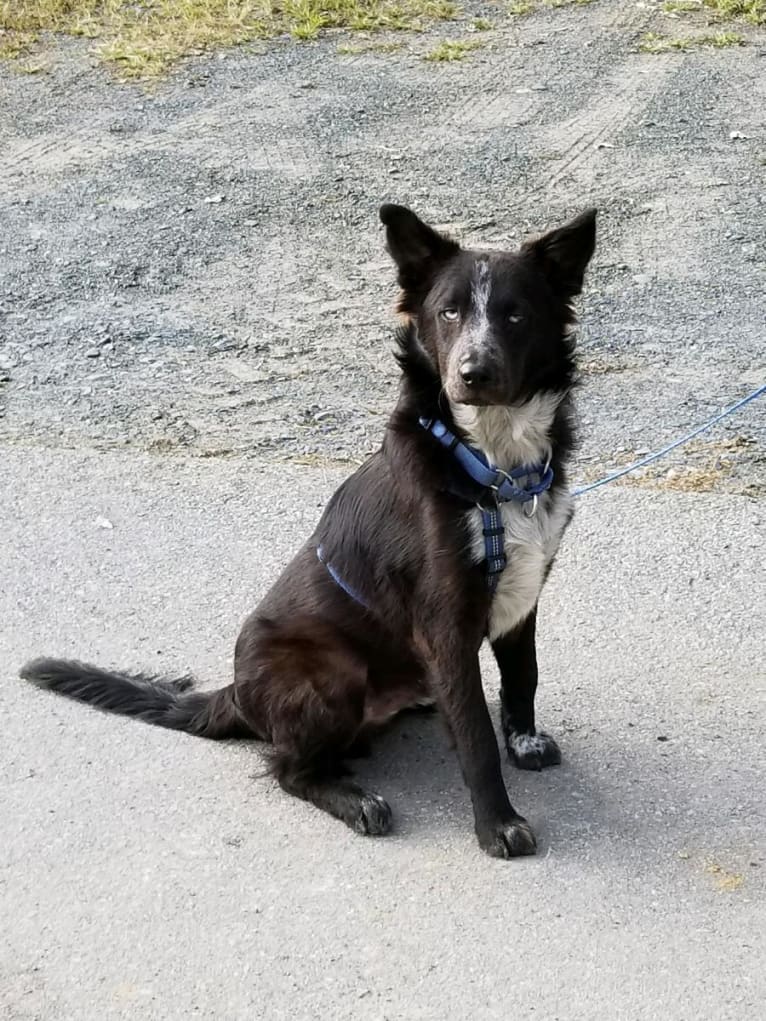 Tex, an Australian Cattle Dog and Border Collie mix tested with EmbarkVet.com