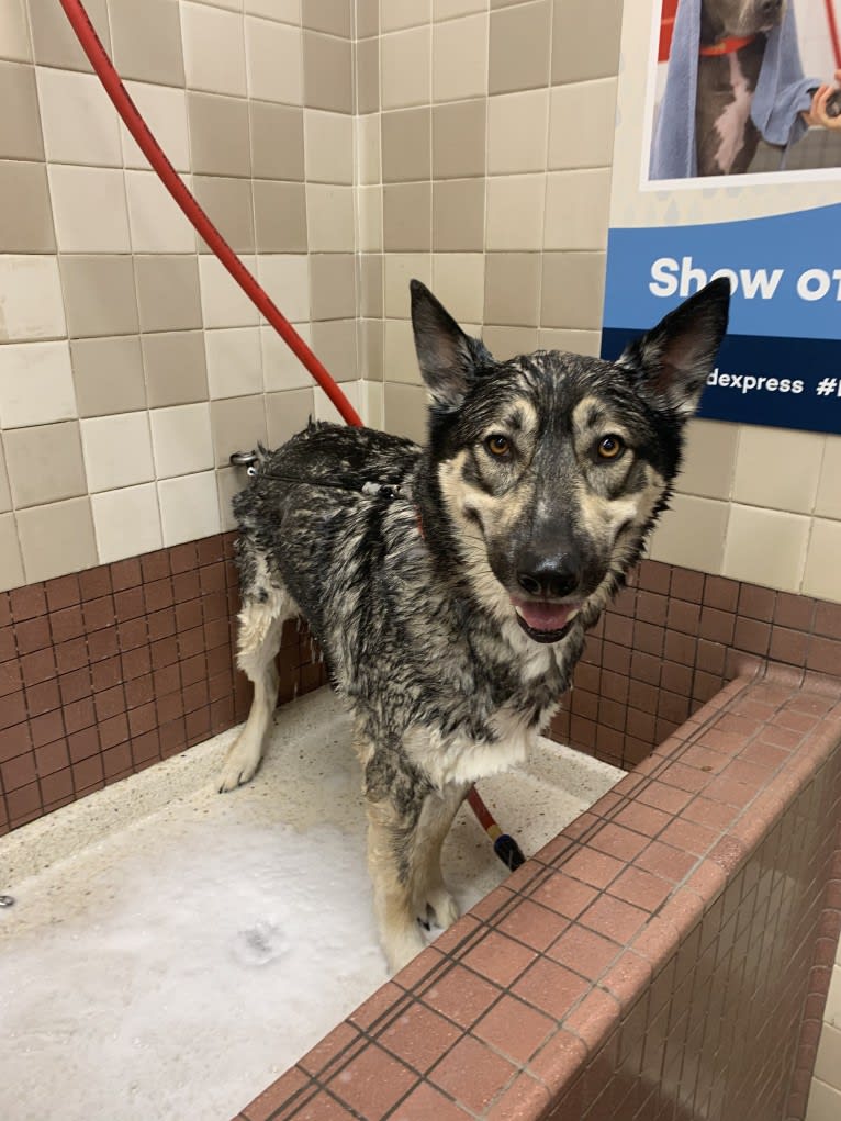 Gizmo, a Siberian Husky and German Shepherd Dog mix tested with EmbarkVet.com