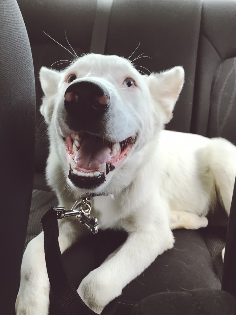 Finn, an Australian Cattle Dog and Australian Shepherd mix tested with EmbarkVet.com