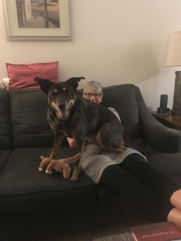 LOLA, an Australian Shepherd and Australian Cattle Dog mix tested with EmbarkVet.com