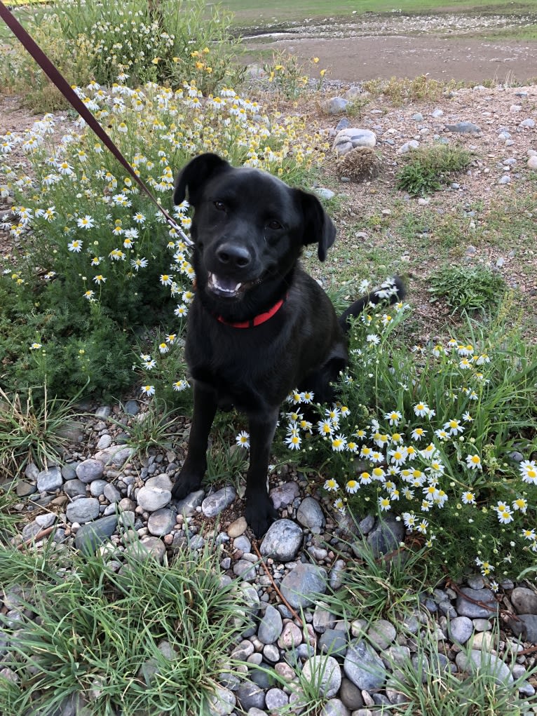 Rio, a Labrador Retriever and Chow Chow mix tested with EmbarkVet.com