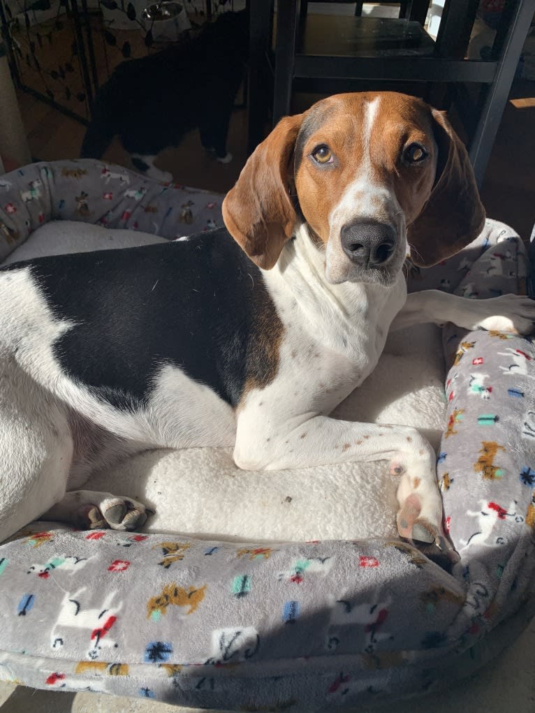 Luca, a Treeing Walker Coonhound tested with EmbarkVet.com