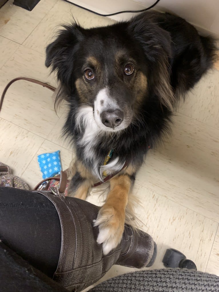 Jeter Brolinn, an Australian Shepherd tested with EmbarkVet.com