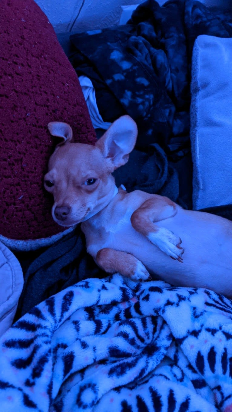 Terra, a Chihuahua and Rat Terrier mix tested with EmbarkVet.com