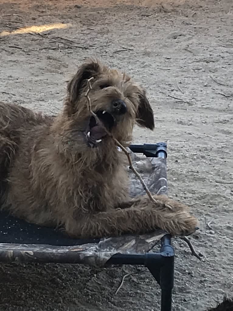 LIMERICK, an Irish Terrier tested with EmbarkVet.com