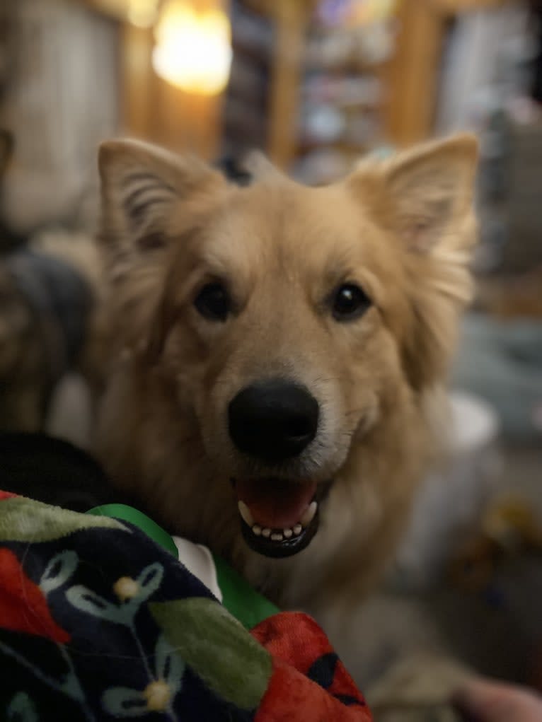 Teddy Bear, an Alaskan Malamute and Australian Shepherd mix tested with EmbarkVet.com