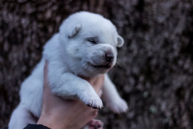 Donna, a Kishu Ken tested with EmbarkVet.com