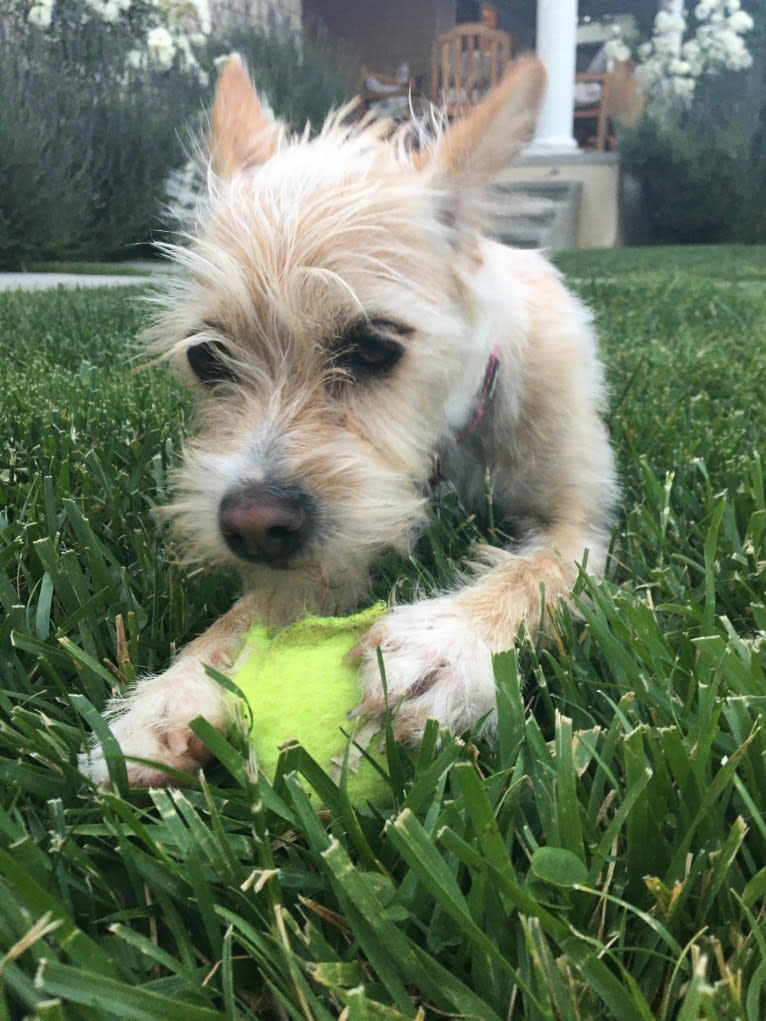 Ziggy, a Chihuahua and Poodle (Small) mix tested with EmbarkVet.com