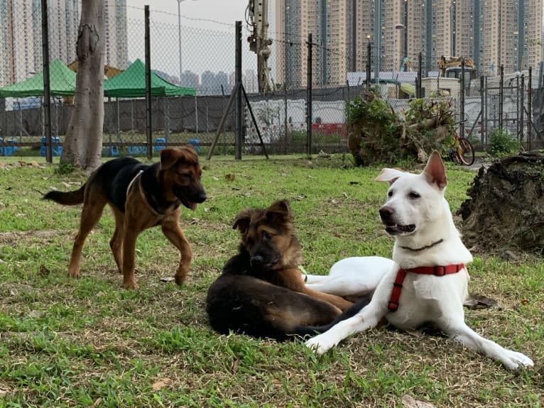 DUO DUO, a Hong Kong Village Dog tested with EmbarkVet.com